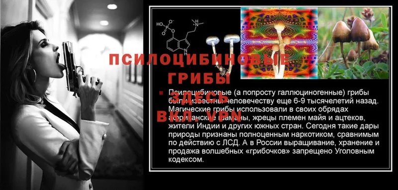 Псилоцибиновые грибы Psilocybine cubensis  Ишим 